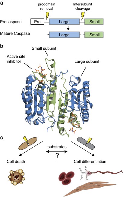Caspases And Their Substrates Cell Death Differentiation