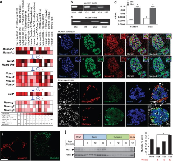 Musashi expression in β-cells coordinates insulin expression, apoptosis and proliferation in response to endoplasmic reticulum stress in diabetes