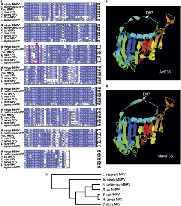 Functional and biochemical characterization of the baculovirus caspase inhibitor mavip35