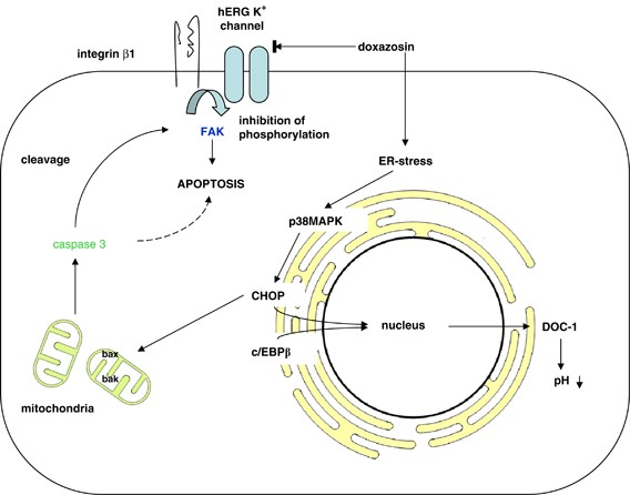 Novel roles for herg k+ channels in cell proliferation and apoptosis