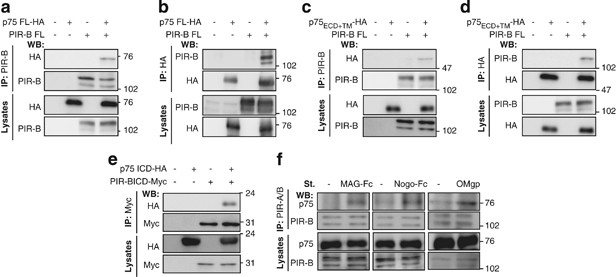 The p75 receptor mediates axon growth inhibition through an association with PIR-B