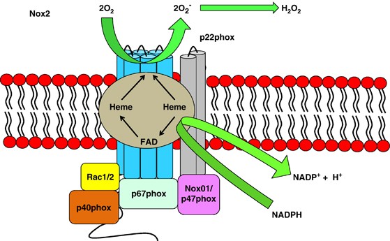 Hydrogen Peroxide A Jekyll And Hyde Signalling Molecule Cell Death Disease
