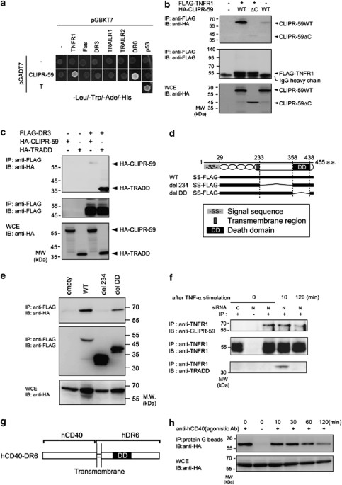 Clipr-59 regulates tnf-α-induced apoptosis by controlling ubiquitination of rip1