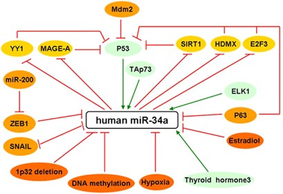 Frontiers  MicroRNA-34a: Potent Tumor Suppressor, Cancer Stem Cell  Inhibitor, and Potential Anticancer Therapeutic