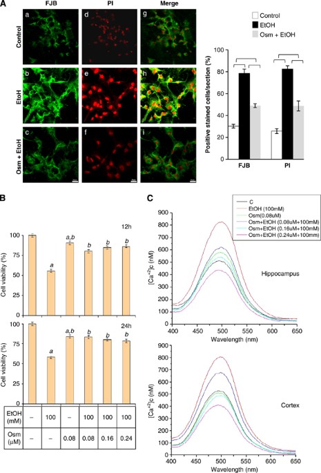 Neuroprotective effect of osmotin against ethanol-induced apoptotic  neurodegeneration in the developing rat brain | Cell Death & Disease