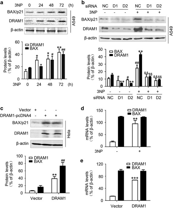 DRAM1 regulates apoptosis through increasing protein levels and lysosomal localization of BAX