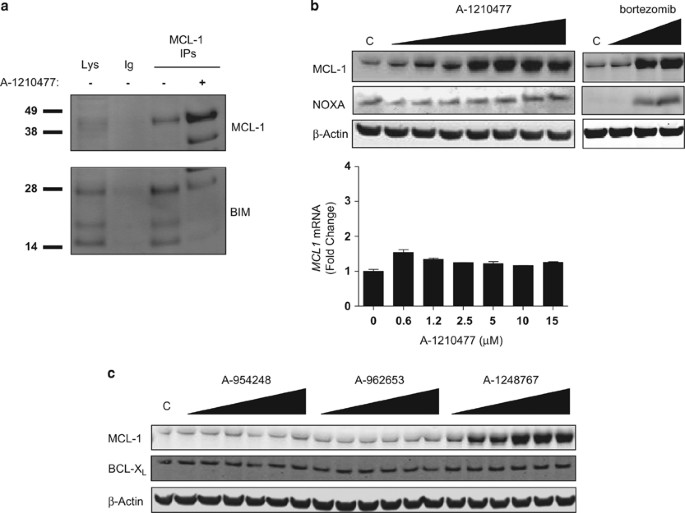 Potent And Selective Small Molecule Mcl 1 Inhibitors Demonstrate On Target Cancer Cell Killing Activity As Single Agents And In Combination With Abt 263 Navitoclax Cell Death Disease