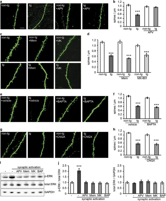 Calcium flux-independent NMDA receptor activity is required for Aβ  oligomer-induced synaptic loss | Cell Death & Disease