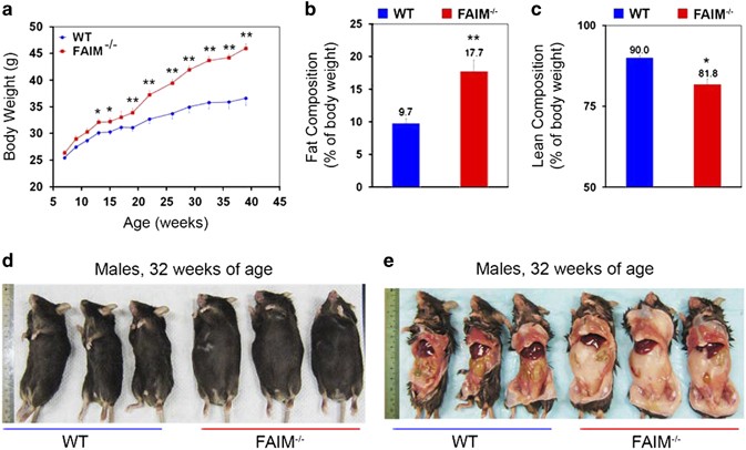 Loss of fas apoptosis inhibitory molecule leads to spontaneous obesity and hepatosteatosis