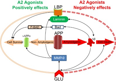 Non-amyloidogenic effects of α2 adrenergic agonists: implications for  brimonidine-mediated neuroprotection | Cell Death & Disease