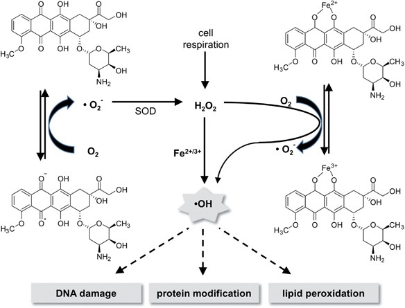 Statins In Anthracycline Induced Cardiotoxicity Rac And Rho And The Heartbreakers Cell Death Disease
