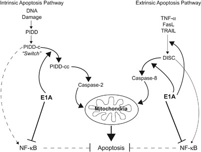 Expression of adenoviral e1a throws the pidd switch