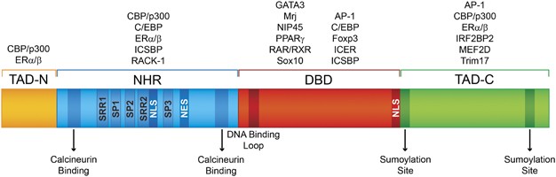 nfat transcription factors