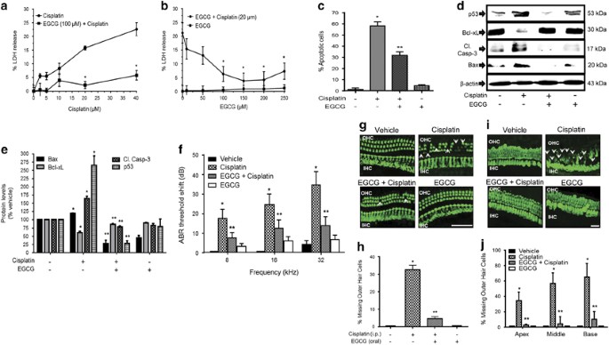 Epigallocatechin 3 Gallate A Prototypic Chemopreventative Agent For Protection Against Cisplatin Based Ototoxicity Cell Death Disease Epigallocatechin 3 Gallate A Prototypic Chemopreventative Agent For Protection Against Cisplatin Based Ototoxicity Cell Death Disease