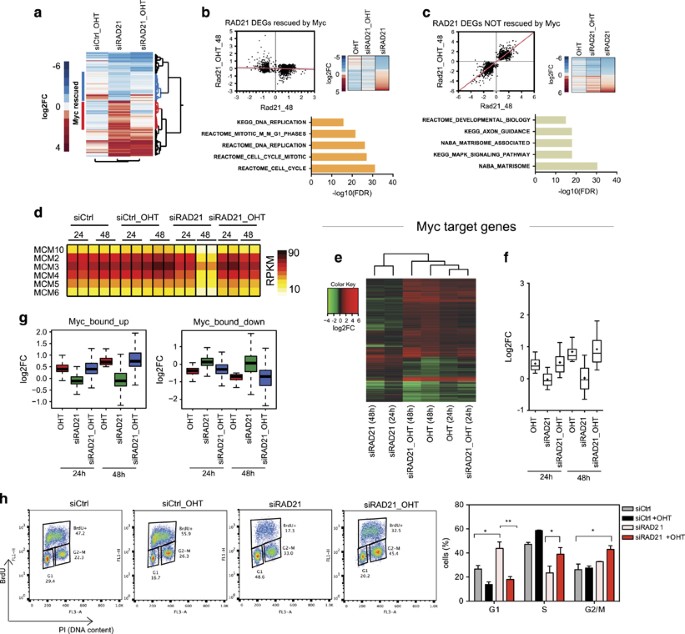 the cohesin complex prevents myc induced replication stress cell death disease