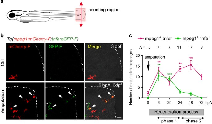 TNF signaling and macrophages govern fin regeneration in