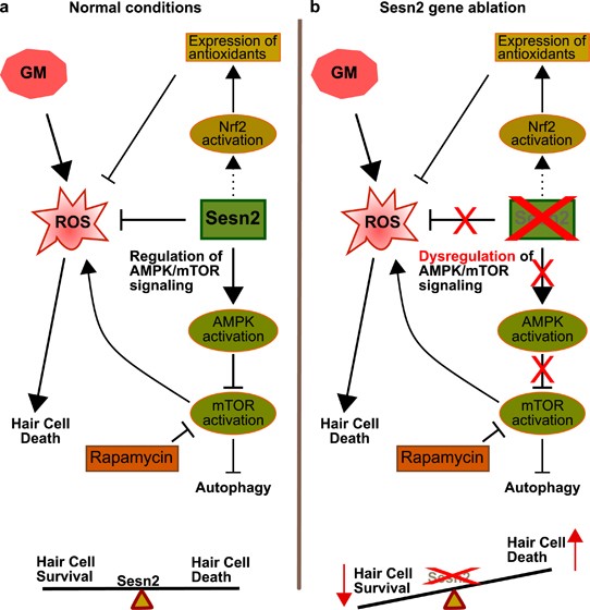 Sesn2\/AMPK\/mTOR signaling mediates balance between survival and ...
