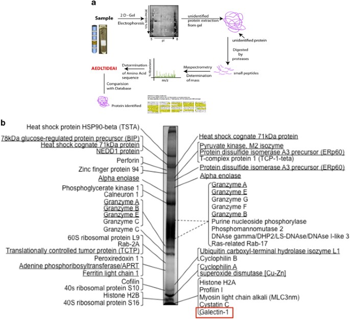 Proteomic And Functional Analysis Identifies Galectin 1 As A Novel Regulatory Component Of The Cytotoxic Granule Machinery Cell Death Disease
