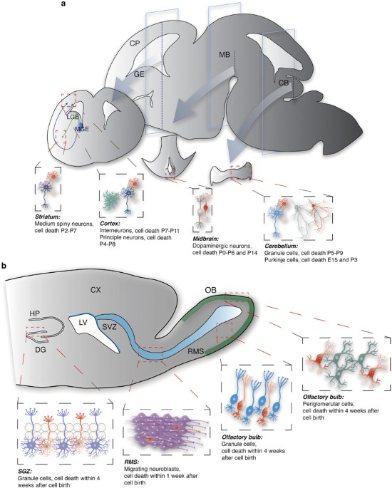 Neuronal survival in the brain: neuron type-specific mechanisms