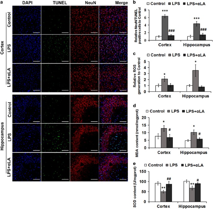 Astrocyte hepcidin is a key factor in LPS-induced neuronal apoptosis | Cell  Death & Disease