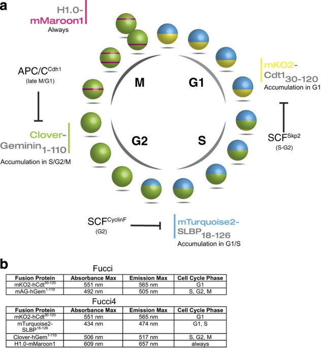 Download Interphase Cell Cycle G1 Pictures