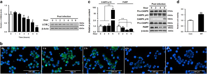 Escherichia coli o157:h7 suppresses host autophagy and promotes epithelial adhesion via tir-mediated and camp-independent activation of protein kinase