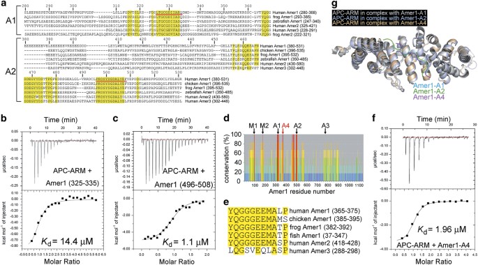 Structures of the domain in complexes with discrete Amer1/WTX fragments reveal that it uses a consensus mode to recognize binding partners Cell Discovery