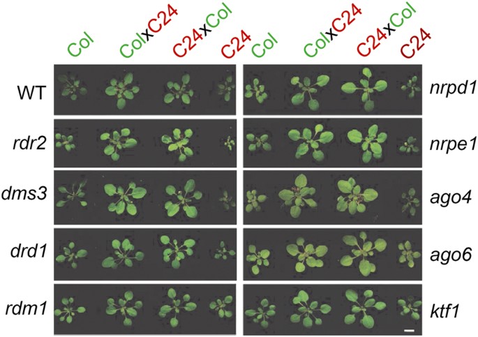 the chromatin remodeler ddm1 promotes