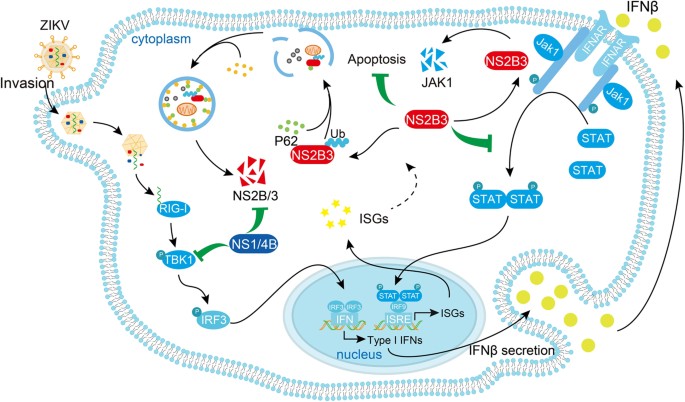 How Zika Virus Evades Antiviral Response of Cells