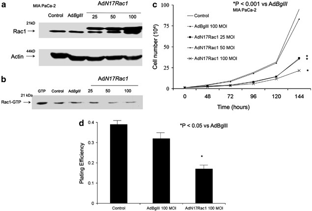 Role of rac1-dependent nadph oxidase in the growth of pancreatic cancer