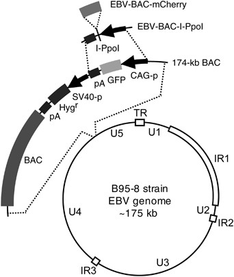 Hla Restricted Presentation Of Wt1 Tumor Antigen In B Lymphoblastoid Cell Lines Established Using A Maxi Ebv System Cancer Gene Therapy