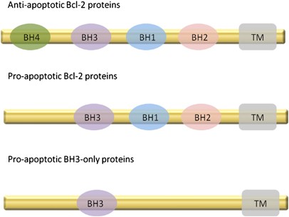 A review of the role of Puma , Noxa and Bim in the tumorigenesis, therapy  and drug resistance of chronic lymphocytic leukemia | Cancer Gene Therapy