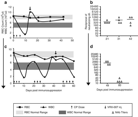 Cycles of transient high-dose cyclophosphamide administration and intratumoral oncolytic adenovirus vector injection for long-term tumor suppression in syrian hamsters