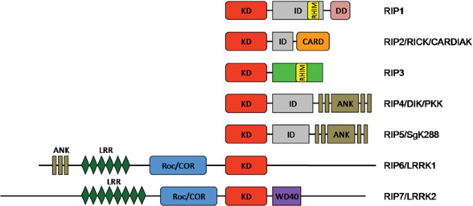 Receptor-interacting protein (RIP) kinase family | Cellular & Molecular  Immunology
