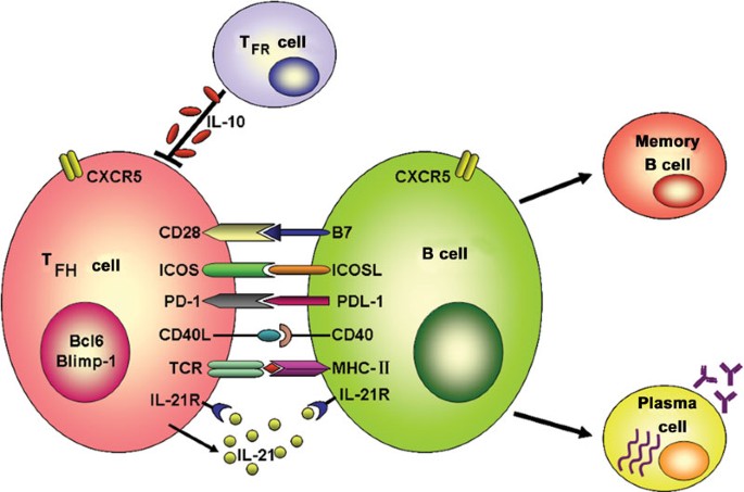 The darker side of follicular helper T cells: from autoimmunity to  immunodeficiency | Cellular & Molecular Immunology