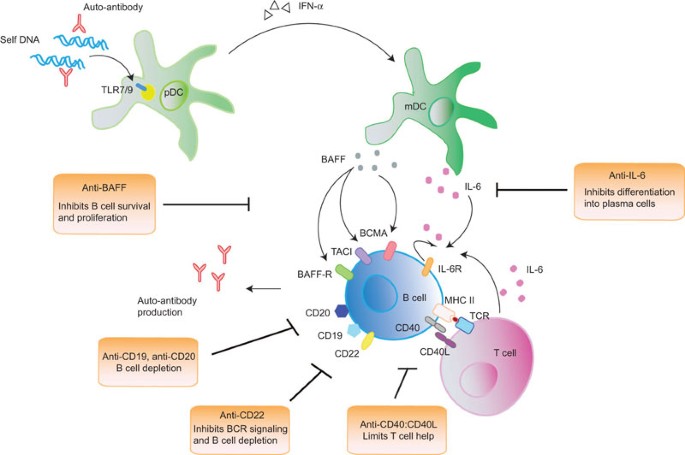 B Cell Targeted Therapies In Systemic Lupus Erythematosus