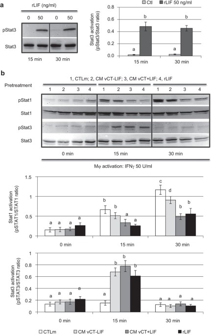 The Activating Effect Of Ifn G On Monocytes Macrophages Is Regulated By The Lif Trophoblast Il 10 Axis Via Stat1 Inhibition And Stat3 Activation Cellular Molecular Immunology