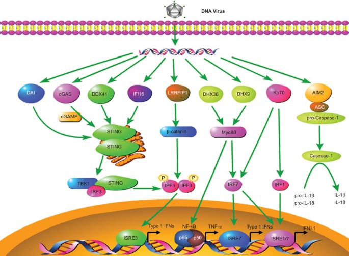 A new cytosolic dna-recognition pathway for dna-induced inflammatory responses