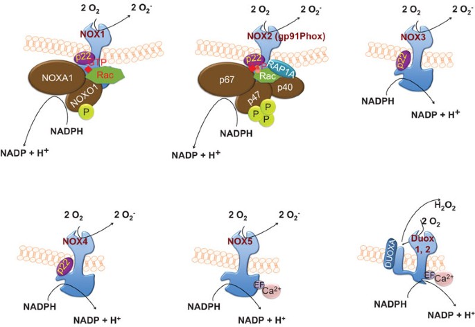 Nadph Oxidases An Overview From Structure To Innate Immunity Associated Pathologies Cellular Molecular Immunology