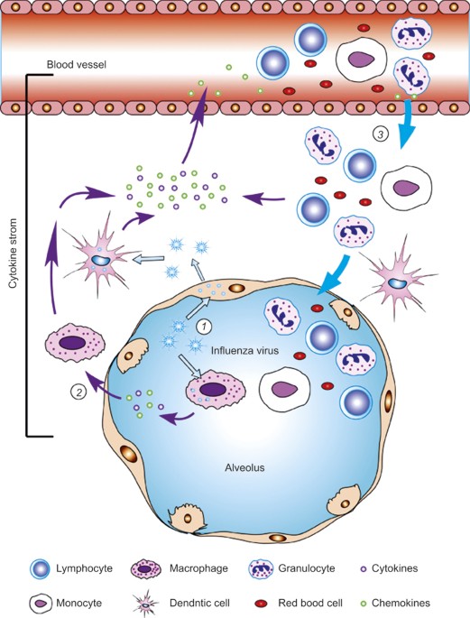 The cytokine storm of severe influenza and development of immunomodulatory therapy