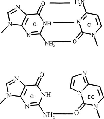 replication of m13 single stranded dna