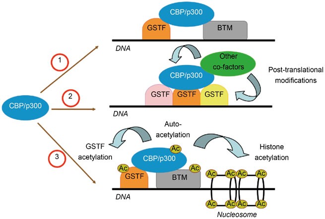 Roles of CREB-binding protein (CBP)/p300 in respiratory epithelium  tumorigenesis | Cell Research