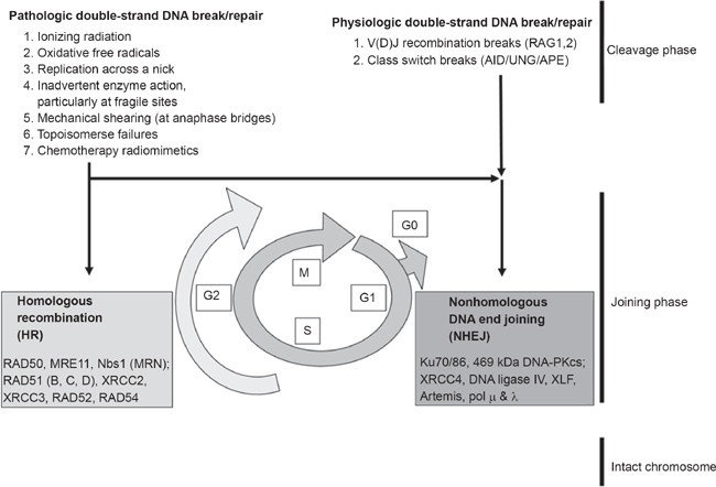Flexibility In The Order Of Action And In The Enzymology Of The Nuclease Polymerases And Ligase Of Vertebrate Non Homologous Dna End Joining Relevance To Cancer Aging And The Immune System Cell