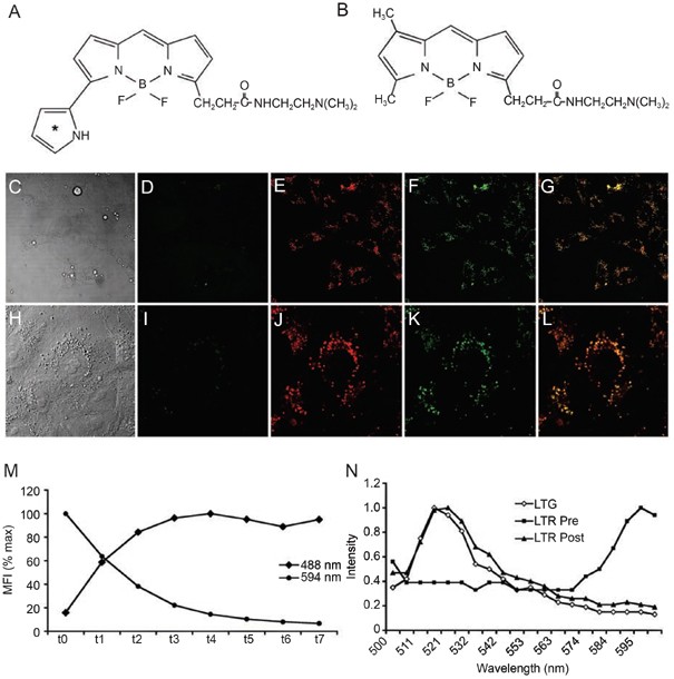 Photoconversion Of Lysotracker Red To A Green Fluorescent Molecule Cell Research