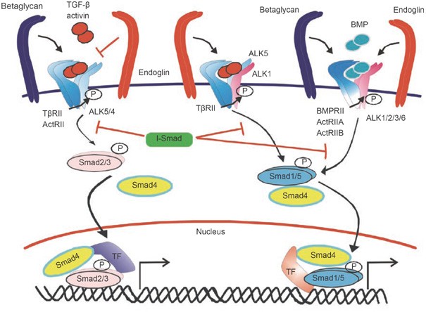 Tgf B Signaling In Vascular Biology And Dysfunction Cell Research