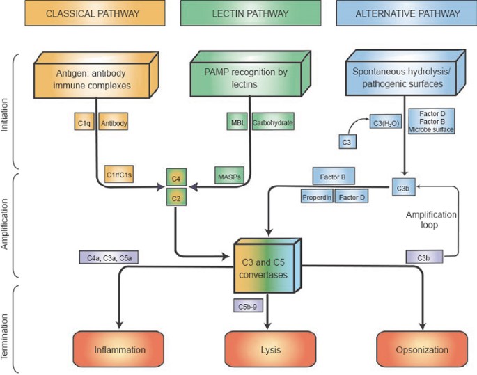 Complement and its role in innate and adaptive immune responses | Cell  Research