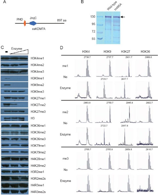 Coordinated regulation of active and repressive histone methylations by a dual-specificity histone demethylase cekdm7a from caenorhabditis elegans