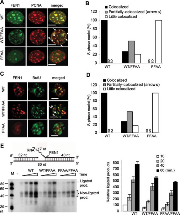 Fen1 mutations that specifically disrupt its interaction with pcna cause aneuploidy-associated cancer
