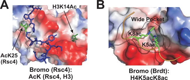 Readers of histone modifications