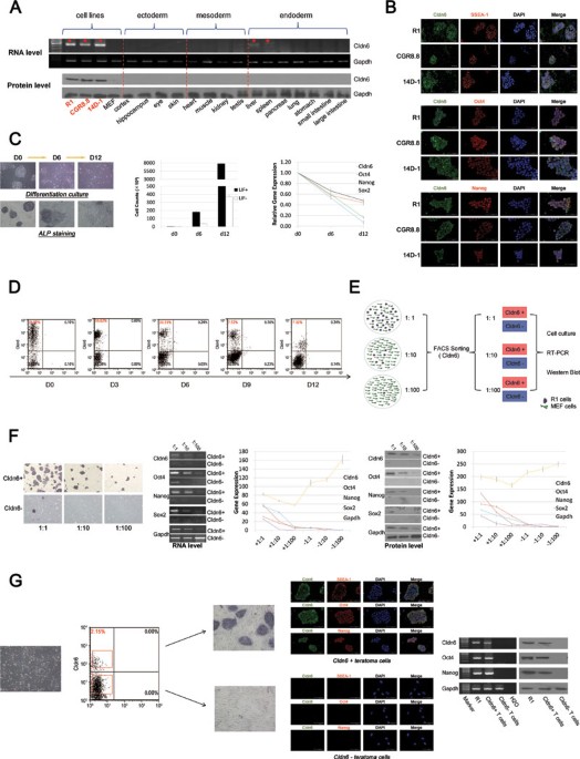 Claudin 6: a novel surface marker for characterizing mouse pluripotent stem cells